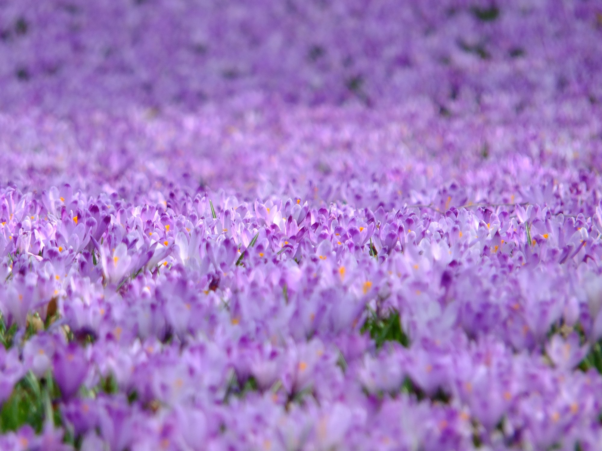 Purple Flower Field